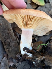Lactarius