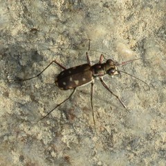 Cicindela sedecimpunctata