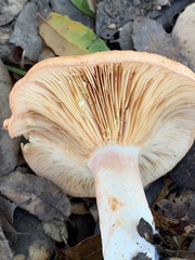 Lactarius