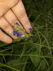 Salvia scutellarioides