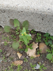 Galinsoga parviflora