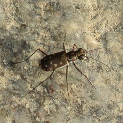 Cicindela sedecimpunctata