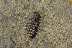 Lophyra flexuosa