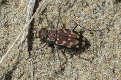 Lophyra flexuosa