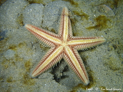 Astropecten platyacanthus