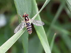 Sphaerophoria rueppellii