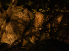 Prionailurus rubiginosus