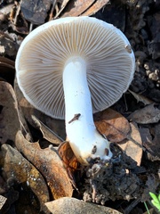 Agaricales