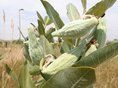 Asclepias speciosa