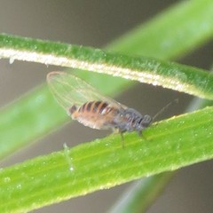 Bactericera cockerelli