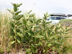 Asclepias speciosa