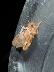 Peridea basitriens