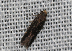 Aproaerema isoscelixantha