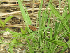 Antillea pelops