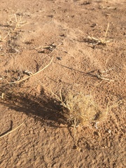 Muhlenbergia arenacea