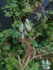 Fumaria capreolata
