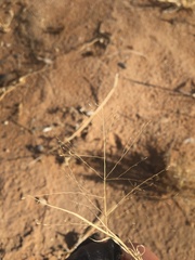 Muhlenbergia arenacea