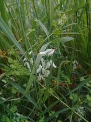 Fumaria capreolata