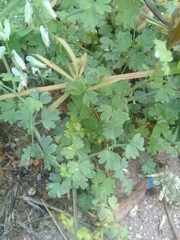 Fumaria capreolata