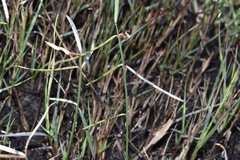 Asclepias linearis