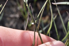 Asclepias linearis