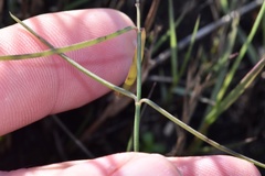 Asclepias linearis
