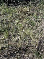 Asclepias linearis