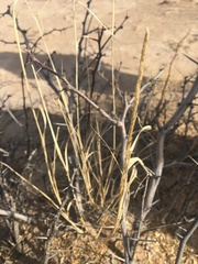 Sporobolus contractus