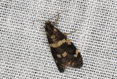 Lepidoscia tyrobathra