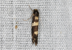 Lepidoscia tyrobathra