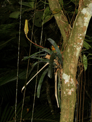 Vriesea platynema variegata