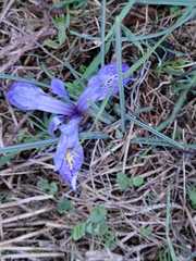 Iris histrio