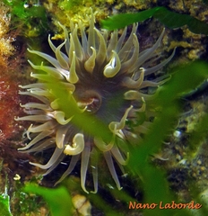 Parabunodactis imperfecta