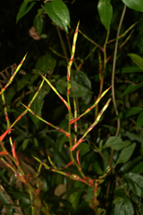 Vriesea vagans