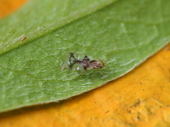 Stephanitis pyrioides