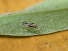 Stephanitis pyrioides