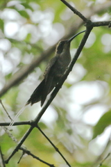 Phaethornis eurynome