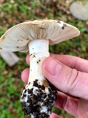 Inocybe insinuata