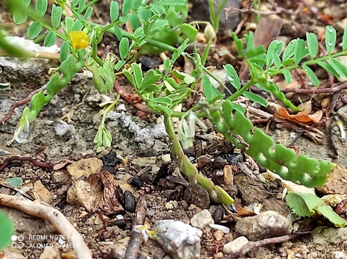 Image of Hippocrepis biflora by (c) Flora_DUMO, some rights reserved (CC BY)