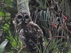 Strix fulvescens