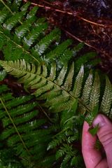Polystichum setigerum