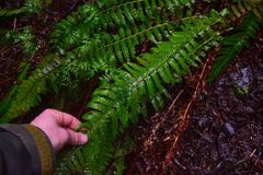 Polystichum setigerum