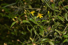 Calea pinnatifida