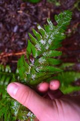 Polystichum setigerum