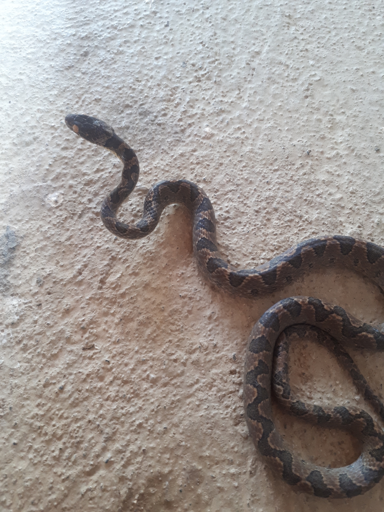 Leptodeira image