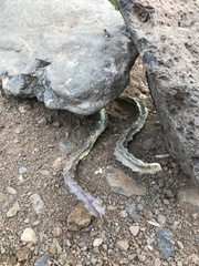 Ceropegia burchardii image