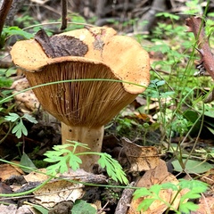 Lactarius