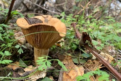 Lactarius