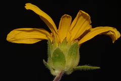 Wyethia arizonica