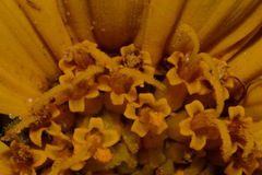 Wyethia arizonica